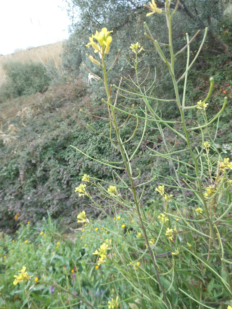 Sisymbrium orientale L. / Erba cornacchia orientale